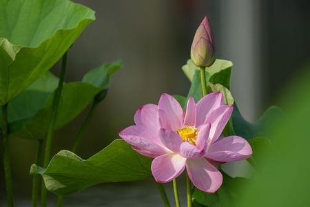緑地公園のハス
