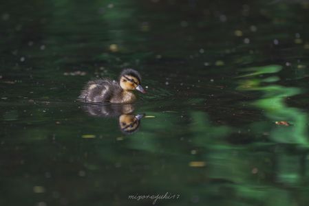 深緑の池を泳いで
