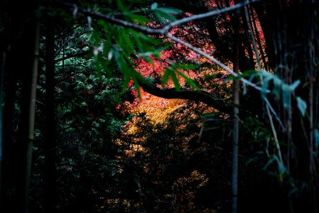 紅葉樹