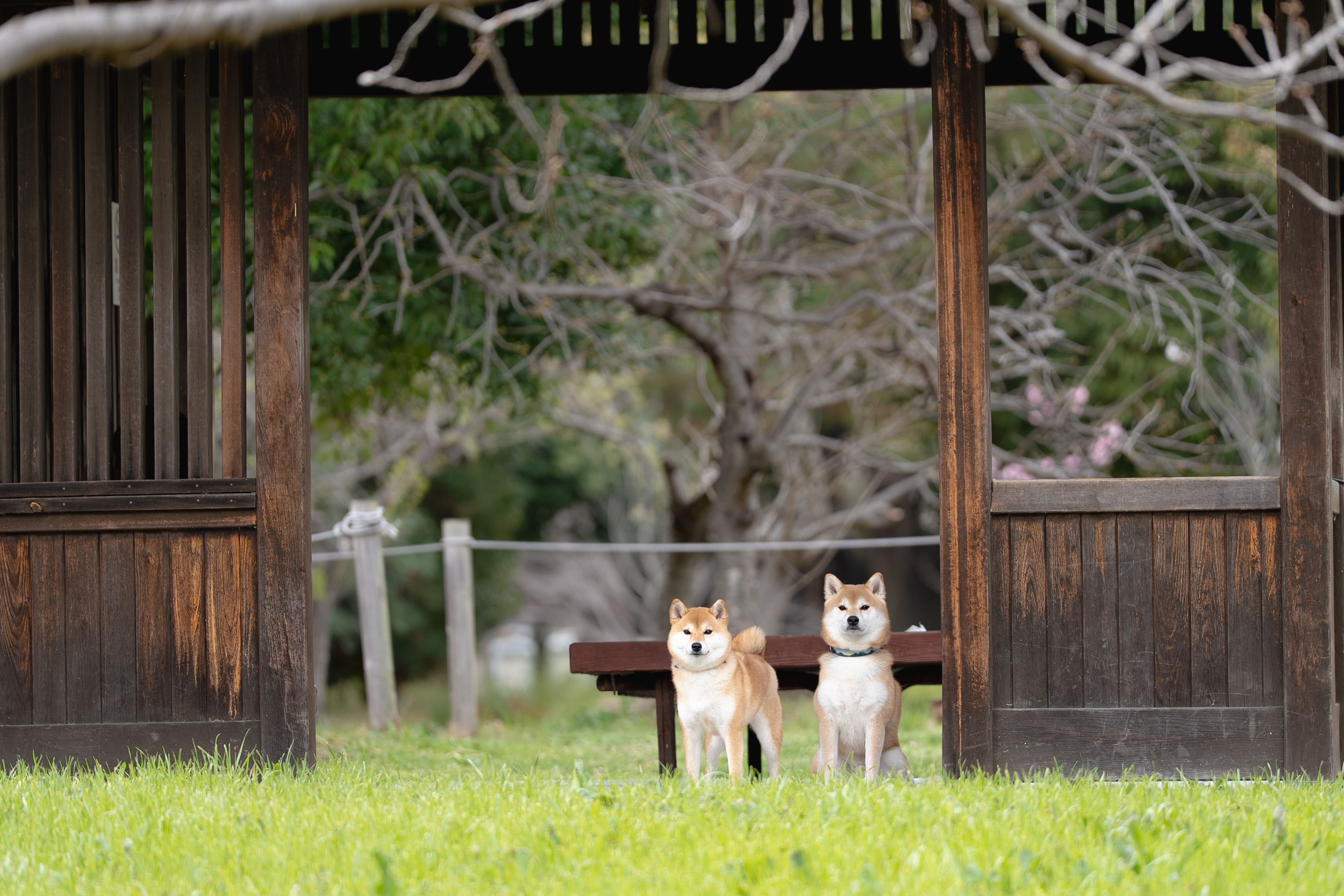 「東家でひと休みすふ愛犬たちです。」銀次郎-寧々さん