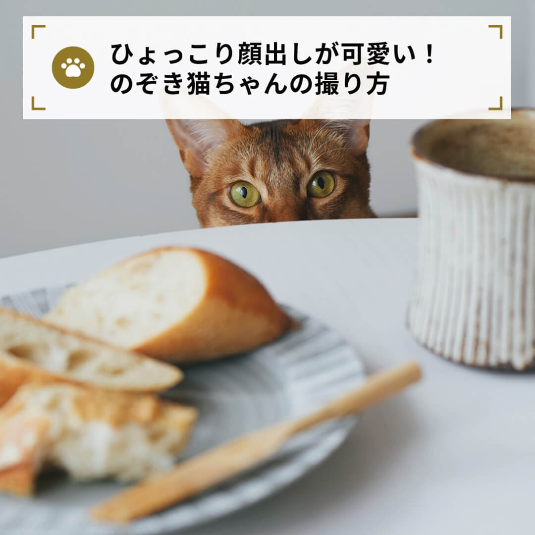 ひょっこり顔出しが可愛い！
    のぞき猫ちゃんの撮り方