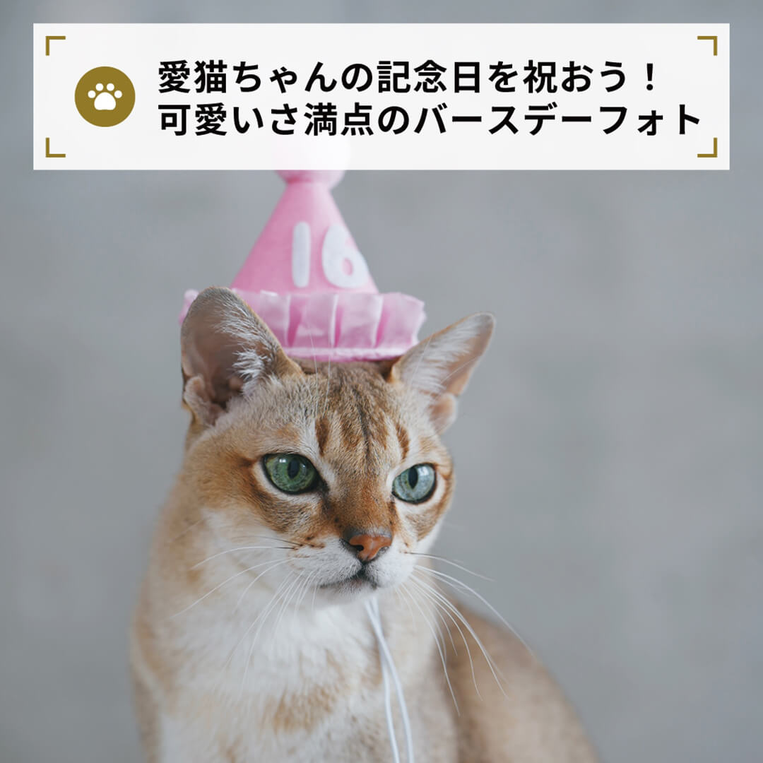 明愛猫ちゃんの記念日を祝おう！
    可愛いさ満点のバースデーフォト
    