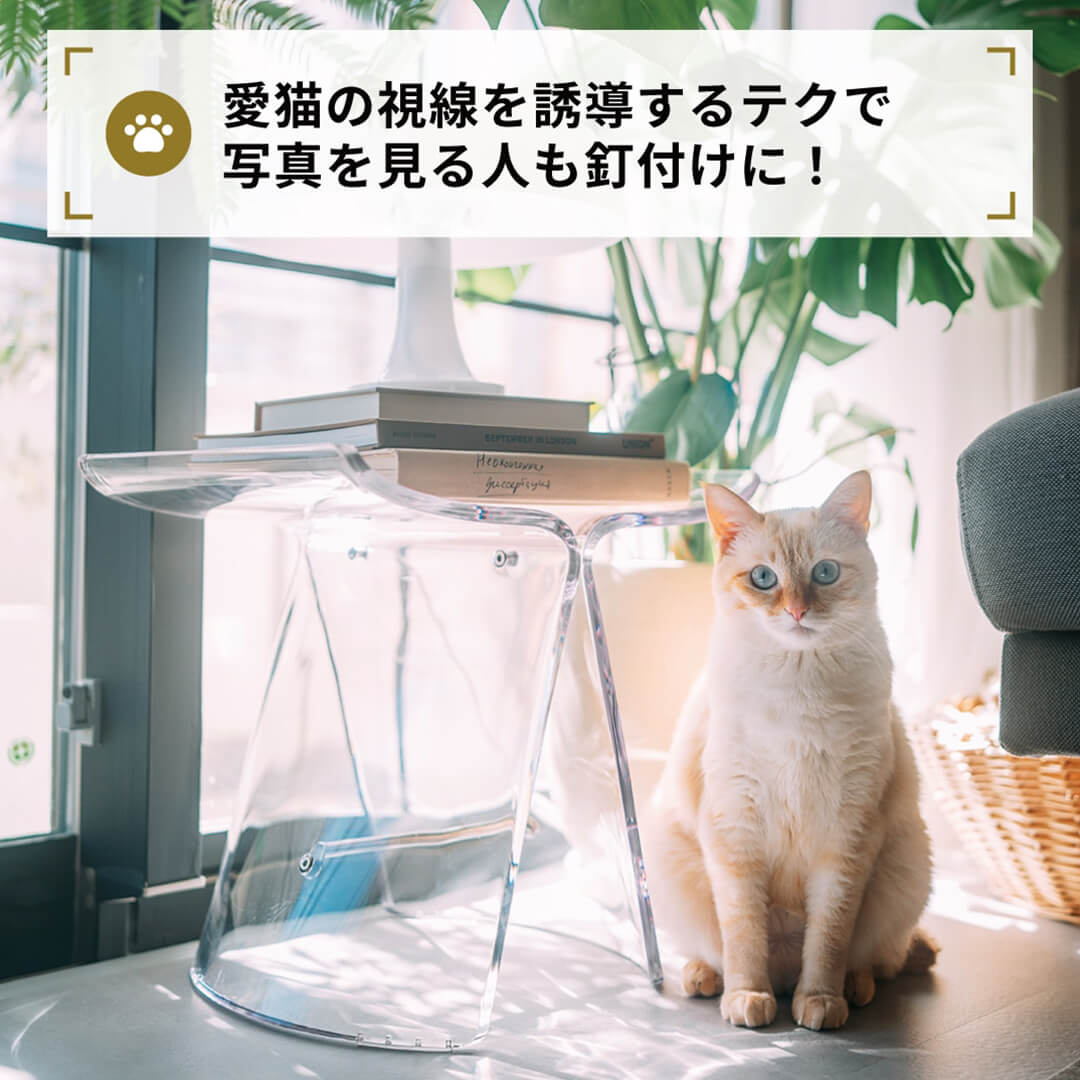 愛猫の視線を誘導するテクで
    写真を見る人も釘付けに！